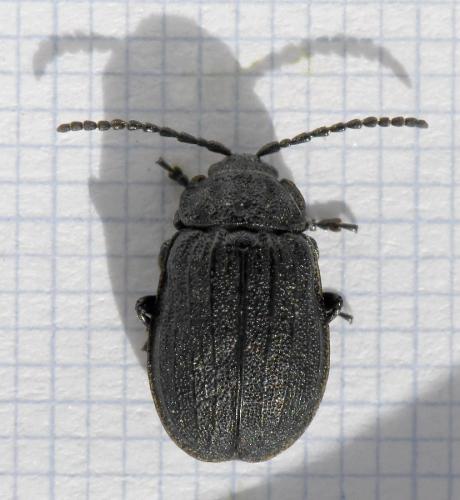 Réf. 217 965 : Galeruca sp.